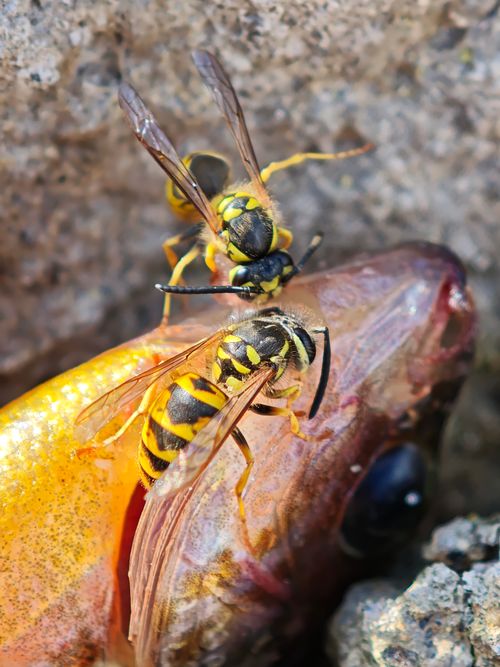 Free Two wasps feeding on a fish head, showcasing nature's scavengers at work. Stock Photo
