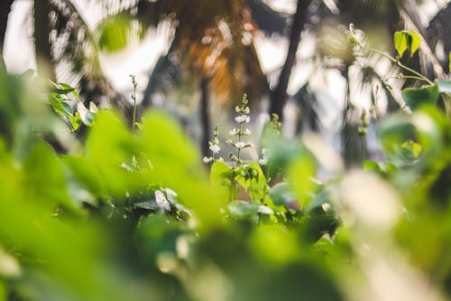 Immagine gratuita di fiore, fiore bianco, fiori bianchi