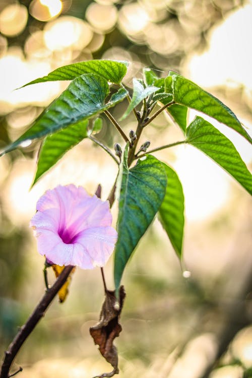 Foto profissional grátis de ecológico, esverdeado, flor