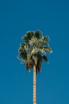 一棵高大的棕榈树矗立在湛蓝的天空下，完美地诠释了夏天的精髓。 - 相关推荐