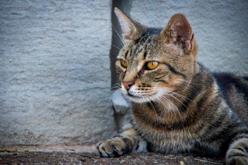 Free A detailed close-up of a domestic tabby cat with striking amber eyes lying outdoors against a stone wall. Stock Photo
