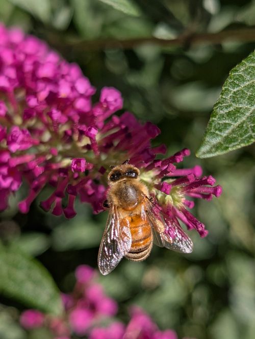Free Close-up of a honeybee gathering nectar from vibrant pink flowers, highlighting its role in pollination. Stock Photo