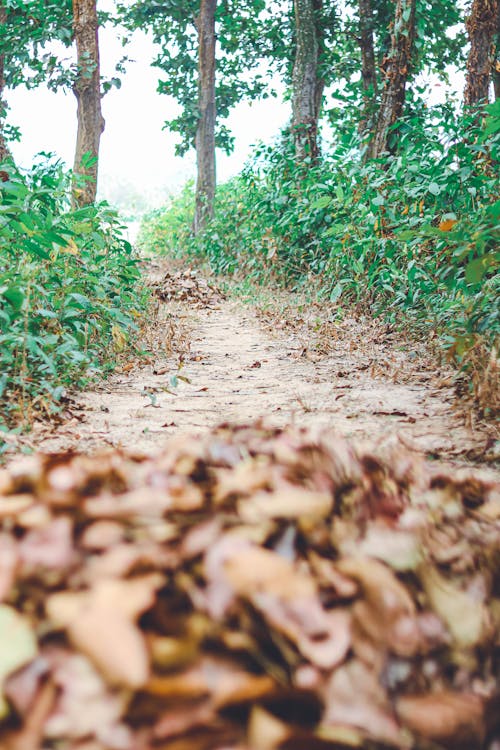 Immagine gratuita di alberi verdi, autunno, foglia