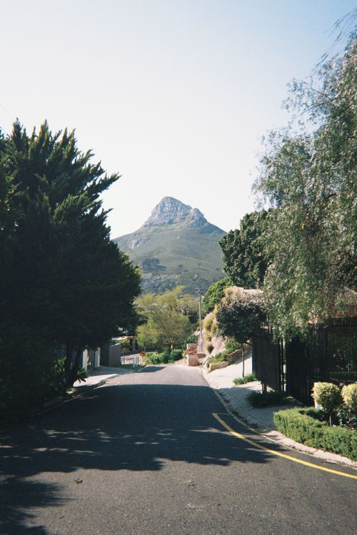 Lions head on film
