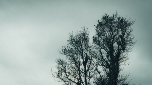 Free Silhouette of a barren tree against a cloudy sky creating an atmospheric scene. Stock Photo