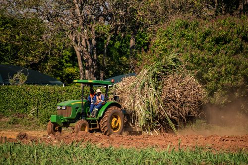 Free Tractor with driver harvesting sugarcane in Manzini, Eswatini. Rural landscape capturing agriculture. Stock Photo