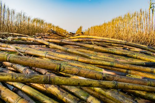 Free Close-up view of harvested sugarcane stalks in a field in Manzini, Eswatini under a clear blue sky. Stock Photo