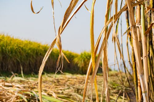 Free A vibrant sugarcane field in Manzini, showcasing agricultural life in Eswatini. Stock Photo