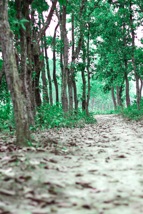 林道, 森林, 緑の無料の写真素材