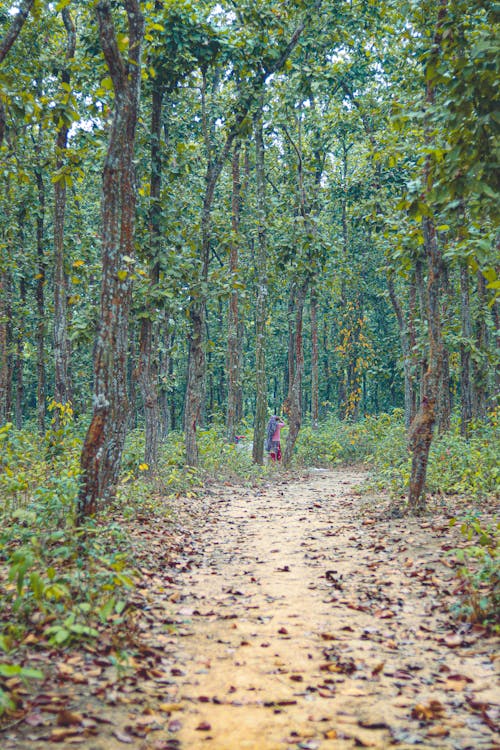 Free stock photo of forest, green, green forest