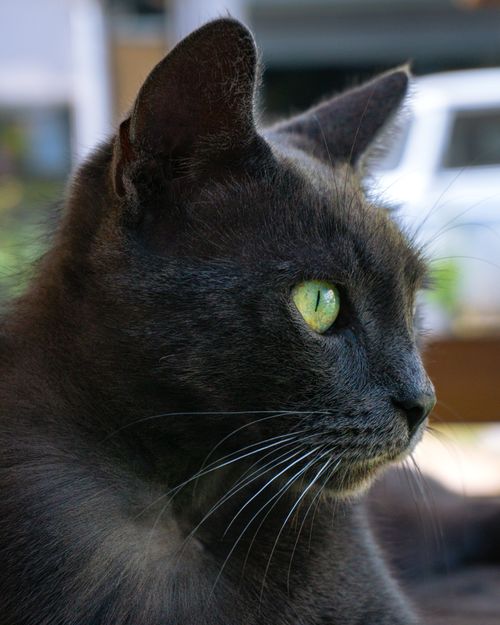 Free Portrait of a gray cat with striking green eyes outdoors, showing detail and texture. Stock Photo