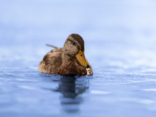 Free A detailed view of a duck swimming, creating ripples on a calm blue lake surface. Stock Photo