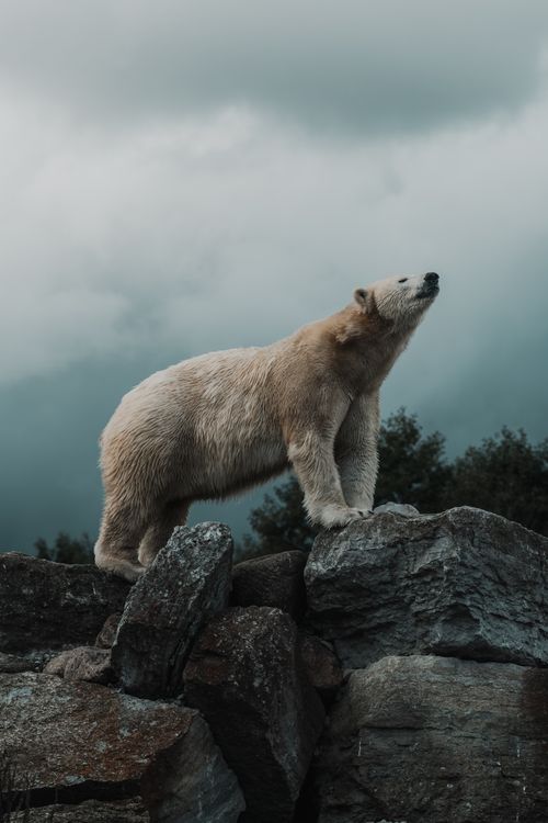 Free A polar bear stands proudly on rocks beneath a cloudy sky, exuding strength and grace. Stock Photo