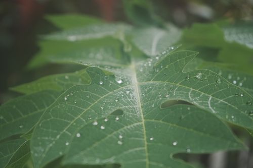 Free Macro shot of a papaya leaf covered in dewdrops showcasing natural beauty. Stock Photo