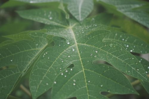 Free A detailed look at a papaya leaf with sparkling dew drops creating a fresh and natural feel. Stock Photo