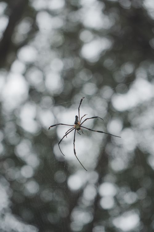 Free Close-up image of a spider on its web against a blurred forest background. Stock Photo
