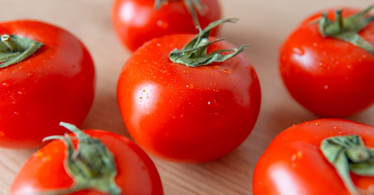 Can Dogs Have Tomatoes Can dogs have tomatoes: fresh ripe cherry tomatoes with water droplets on a wooden surface
