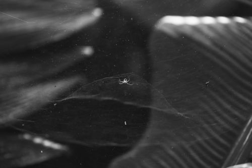 Free Intricate black and white photo of a spider in its web, showcasing delicate details. Stock Photo