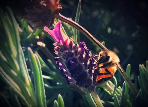 Gratis Fotos de stock gratuitas de abeja, amarillo, flor Foto de stock