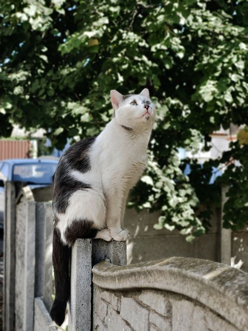 Free A black and white cat perched on a garden fence looks upward on a sunny day. Stock Photo