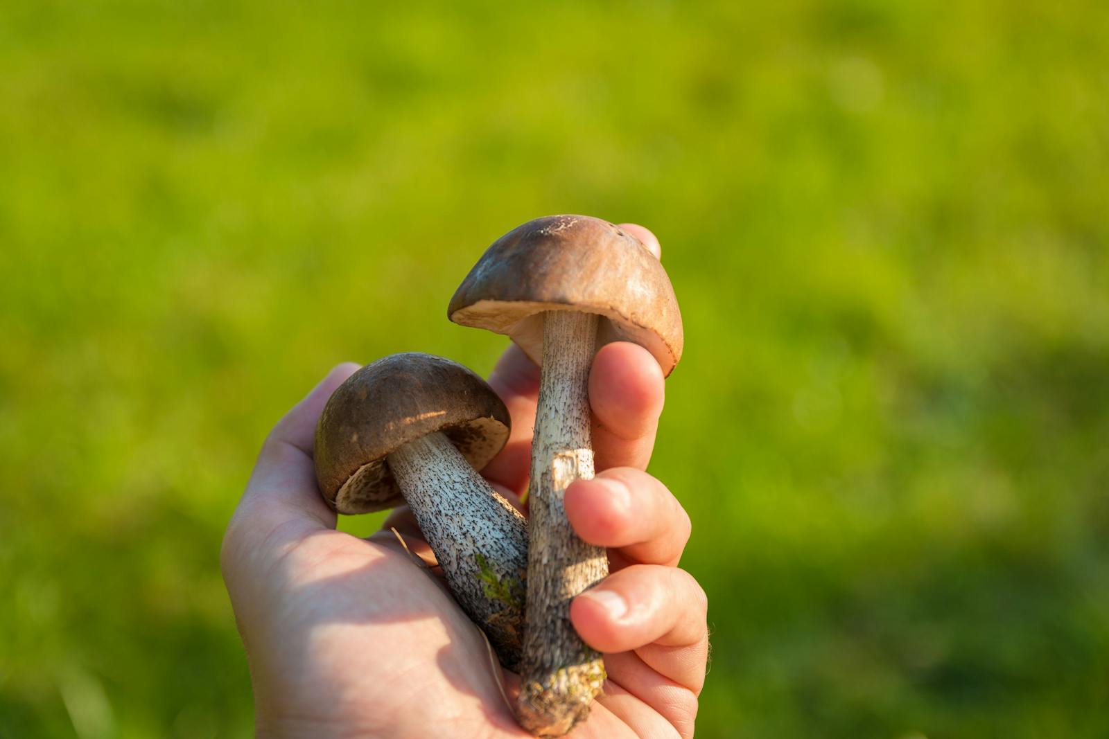 hand held mushrooms