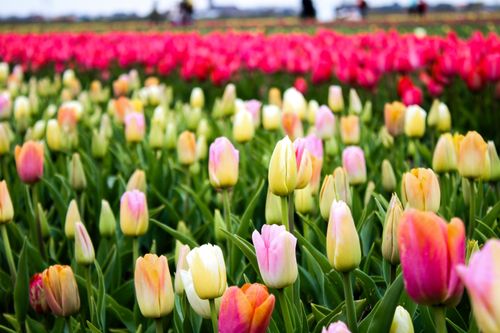 Free Colorful tulip fields during spring in Hillegom, Netherlands, showcasing natural beauty and vibrant blooms. Stock Photo