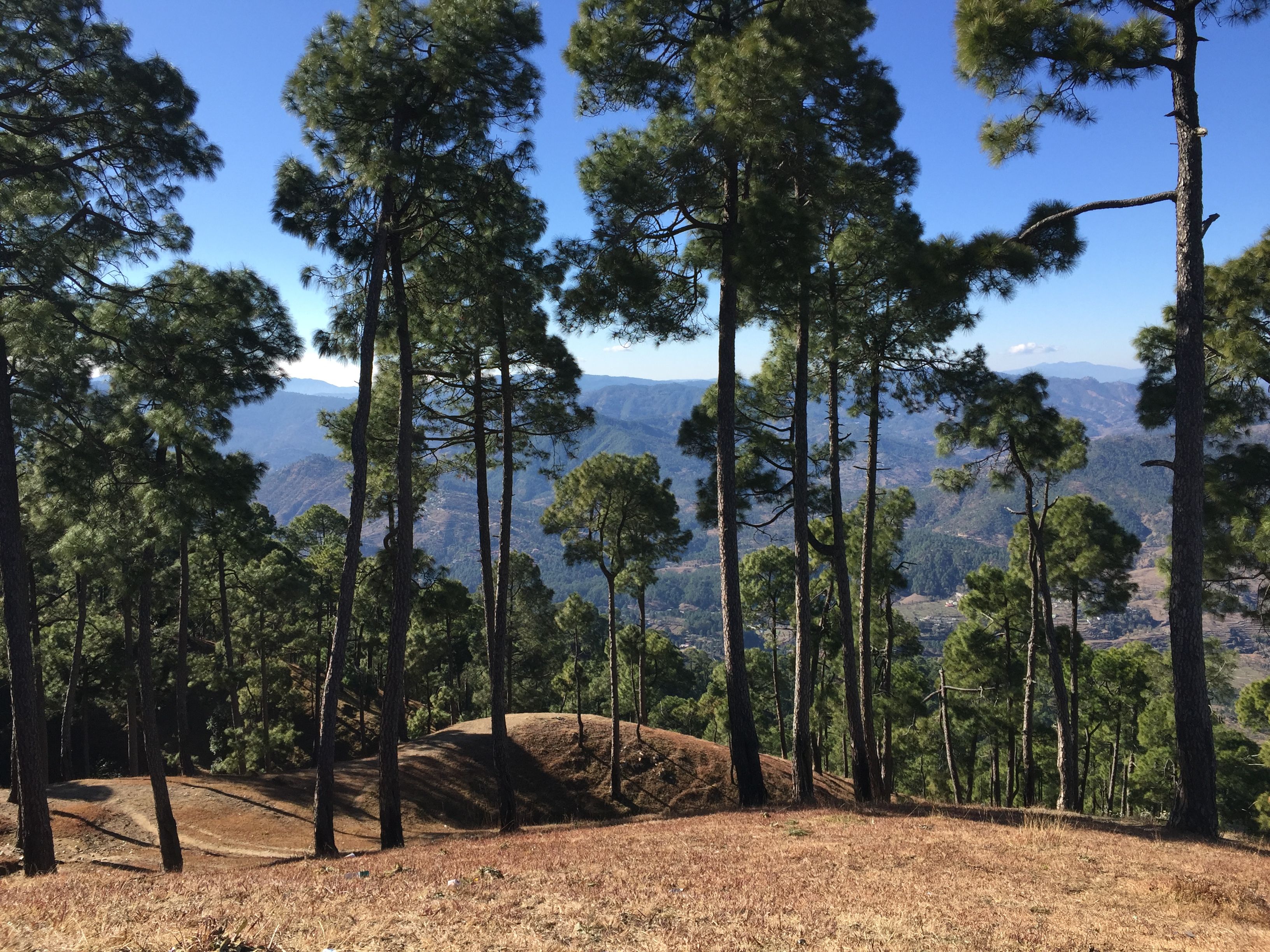 Almora Lakhori Mirchi