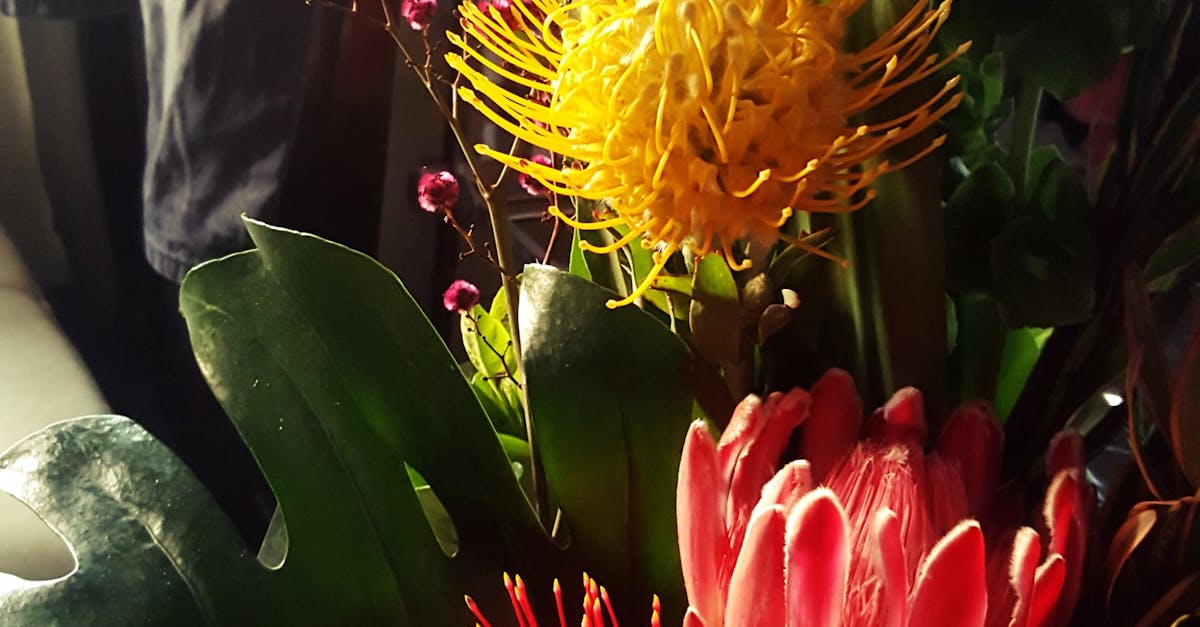 Free stock photo of Australian Flowers