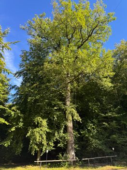 Tall oak tree standing in a lush Rutesheim forest under a clear blue sky.
