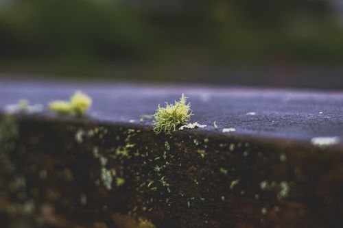 Free Detailed close-up of vibrant green moss on a textured surface, showcasing natural beauty. Stock Photo