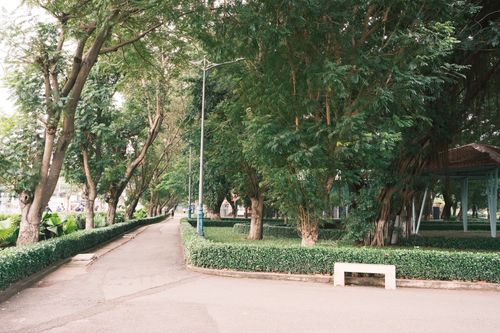 Free Serene walkway bordered by lush trees in a calm park setting, ideal for relaxation and leisure. Stock Photo