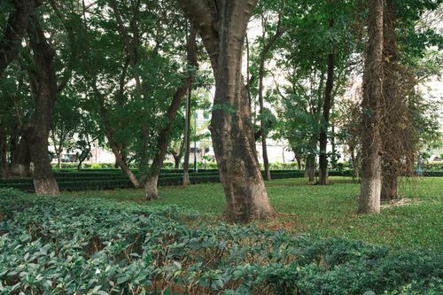Free A serene urban park scene featuring lush green trees and foliage, providing a natural retreat. Stock Photo