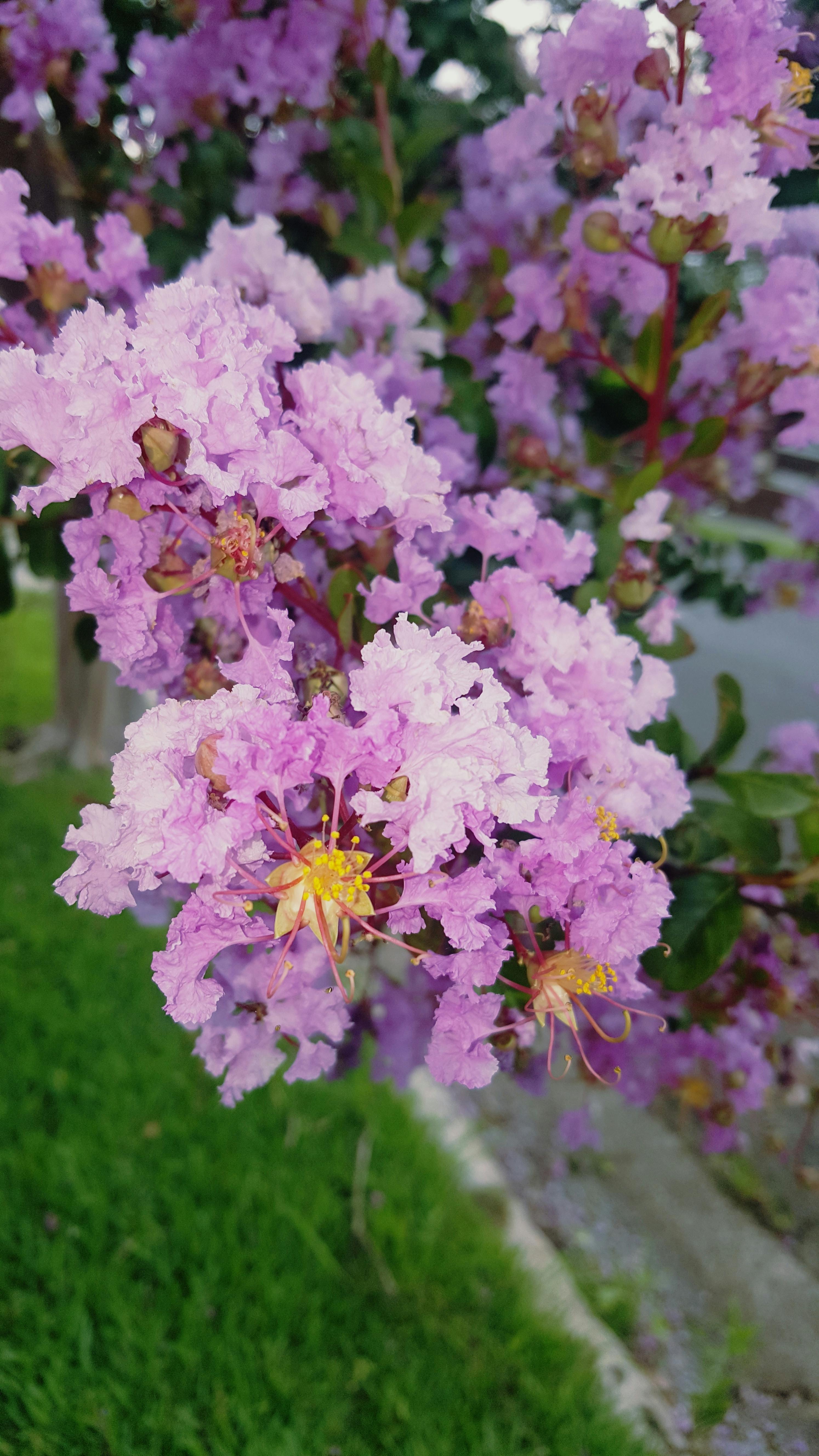 Free stock photo of beautiful flowers, purple flowers, tree flowers