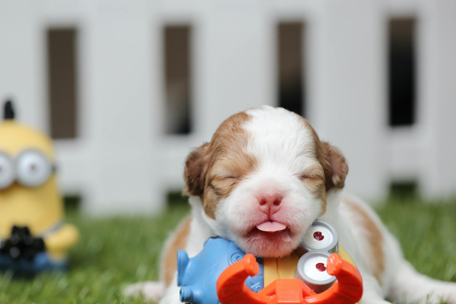 Shih Tzu blanc et brun mélangeant chiot et jouet sur l'herbe verte