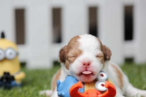 Free A cute puppy lies on green grass surrounded by colorful toys near a fence. Stock Photo