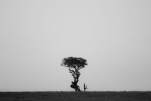 A solitary tree stands alone in a foggy landscape, captured in monochrome.