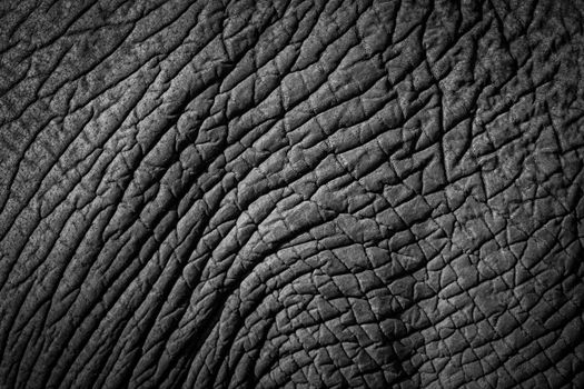 Detailed black and white texture of elephant skin, showcasing natural patterns and wrinkles.