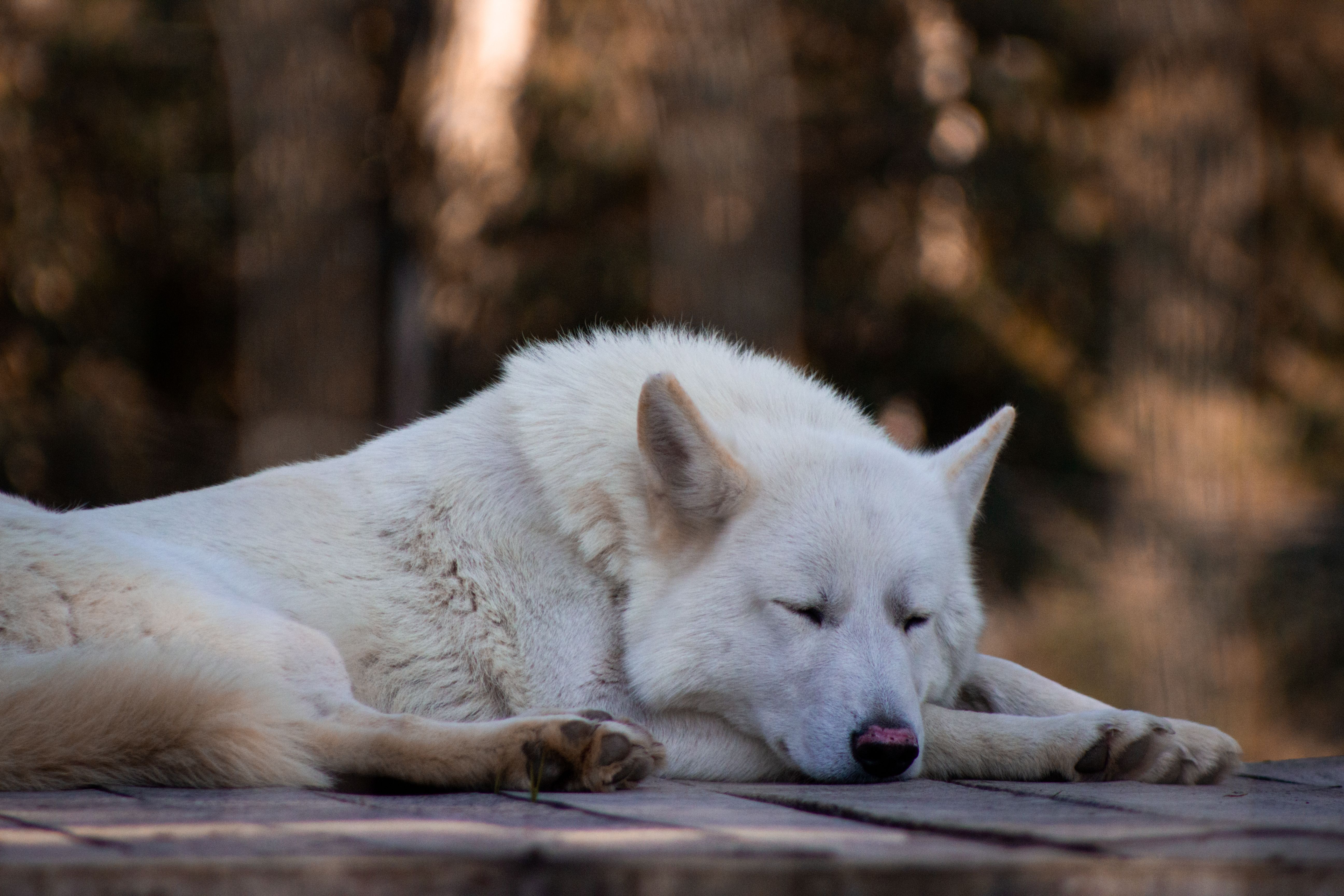 A serene image of a white dog resting peacefully outdoors on a wooden surface.
