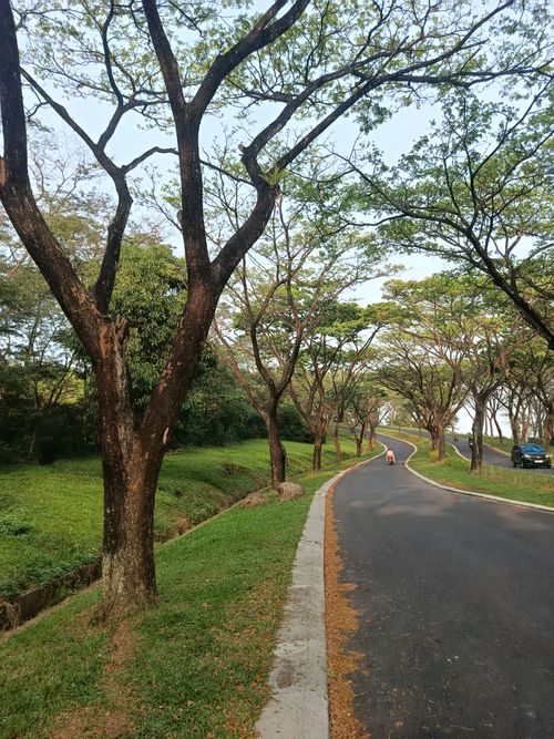 Free A peaceful road flanked by leafy trees under a clear sky, offering nature's tranquility. Stock Photo