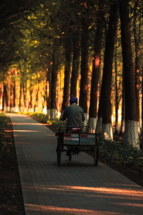 Free A person rides a tricycle down a peaceful, tree-lined path in autumn's warm glow. Stock Photo