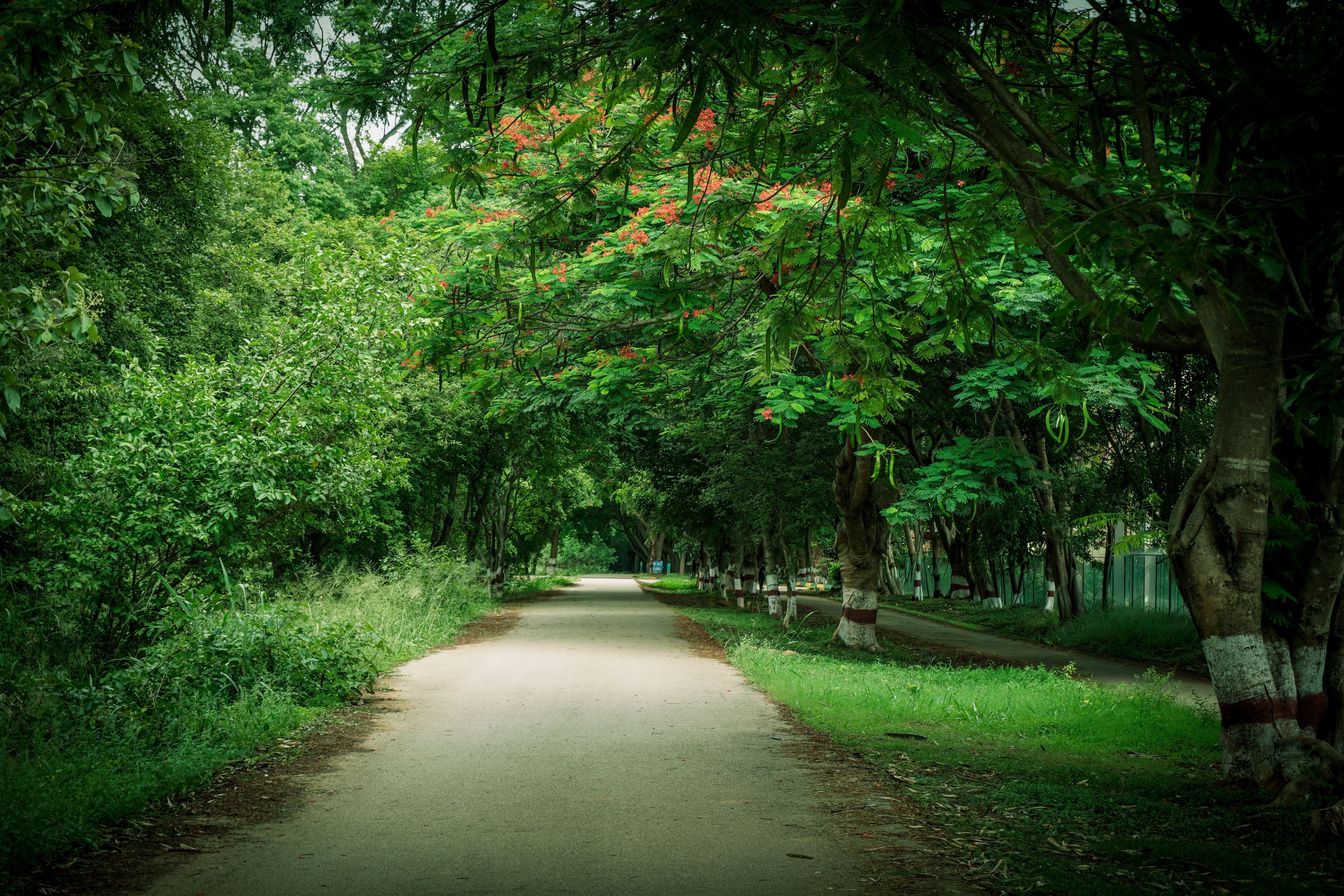 Sentiero alberato nel parco Cubbon a Bangalore