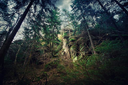 Free stock photo of bäume wald, bergfelsen, bewaldet