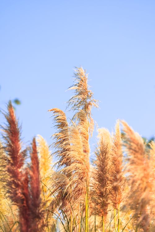 Free Vibrant pampas grass swaying under a bright blue sky, capturing a serene summer scene. Stock Photo