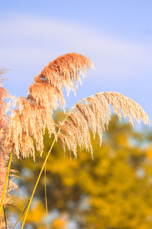 Free Close-up of golden pampas grass waving against a vibrant blue sky, evoking a sunny, peaceful setting. Stock Photo