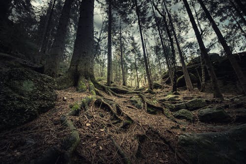 Imagine de stoc gratuită din arbori, arbori veșnic verzi, aventură