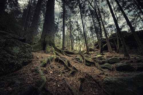 Kostenloses Stock Foto zu abenteuer, aufnahme von unten, bäume