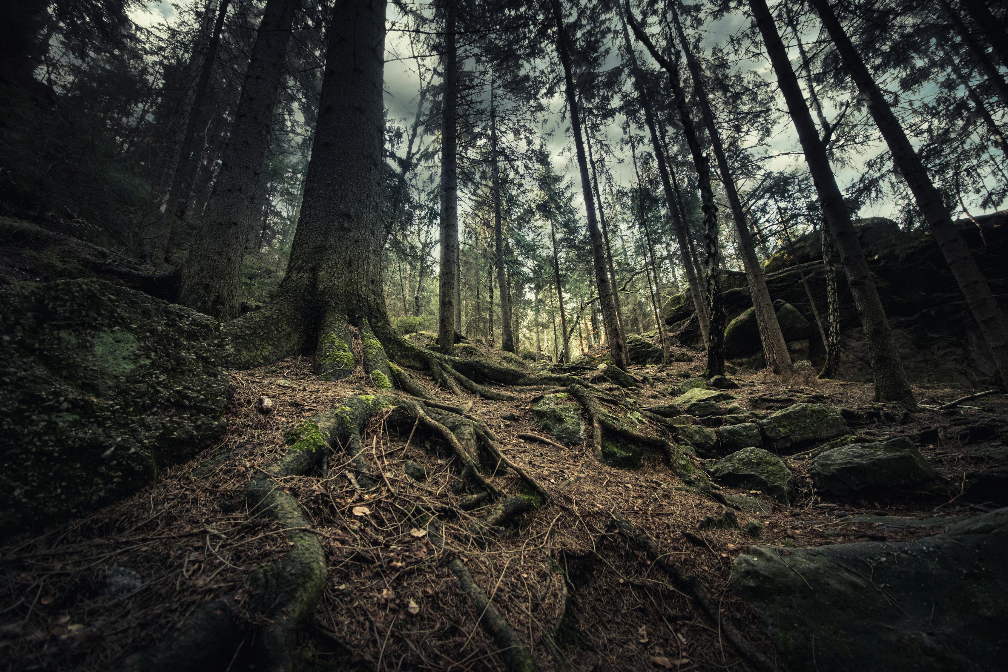 Low Angle Photography Of Trees In The Woods · Free Stock Photo