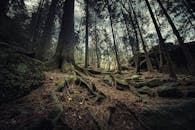 Low Angle Photography Of Trees In The Woods