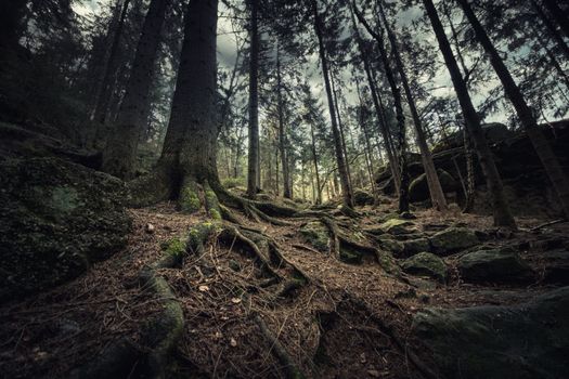 Explore an enchanting forest with towering trees and intricate, moss-covered roots on a rugged trail.