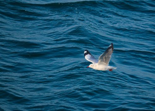 Free Elegant seagull gracefully flying over the blue ocean waters showcasing nature's beauty. Stock Photo